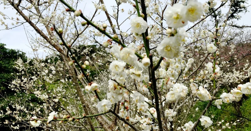 OKINAWA Plum blossomのメイン画像